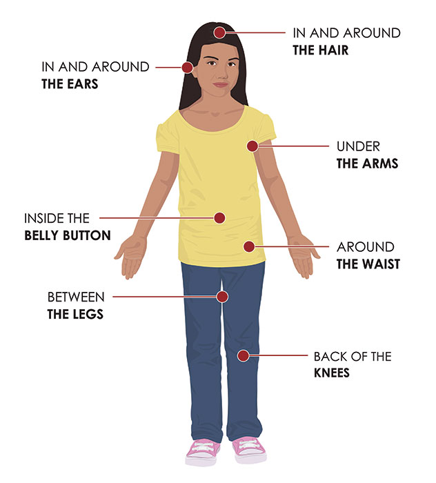 Clipart image of a woman illustrating where on the body to look for ticks: in and around the hair, in and around ears, under the arms, inside belly button, between the legs, back of the knees
